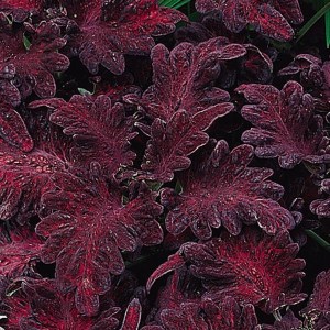 Колеус Black Dragon8